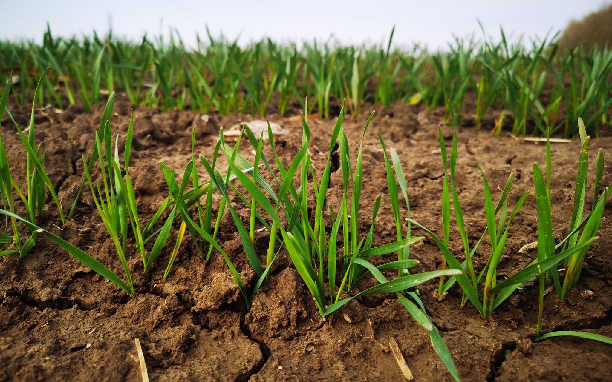 怎么种大麦苗 e7b7-kirmait6057860.jpg