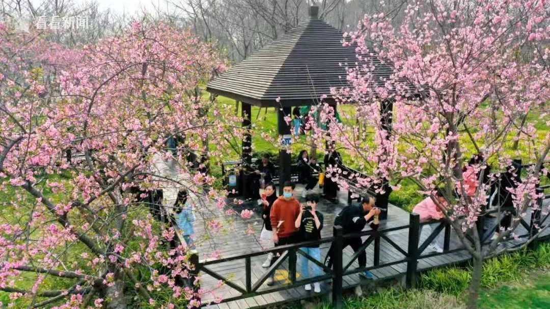 时隔两年 2021上海"樱花节"来啦!将于3月12日起在顾村公园举行