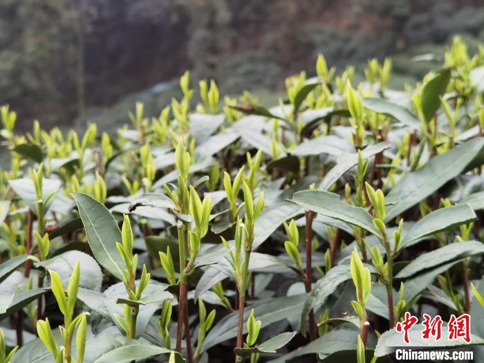 3月中下旬进行大规模采摘时，龙井西湖将具有良好的天气条件| 杭州|温度_新浪科技_Sina.com
