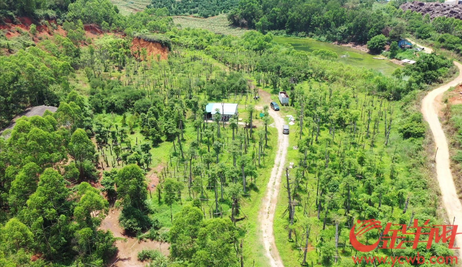 云茂高速大树移植基地