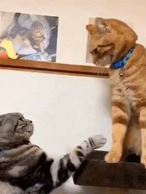 两猫打架,橘猫直接使出王八拳,底下的猫都懵了!