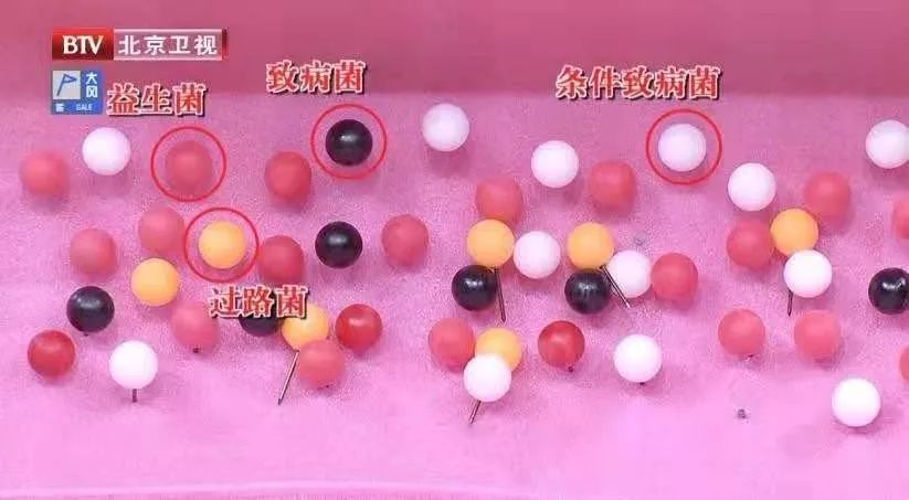 改善肠道健康需要补充益生菌,喝酸奶效果有限