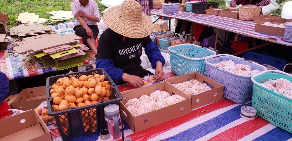 博罗横河枇杷上市，带旺乡村旅游经济