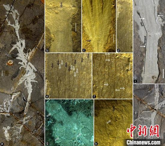 该化石全貌及细节。南古所 供图