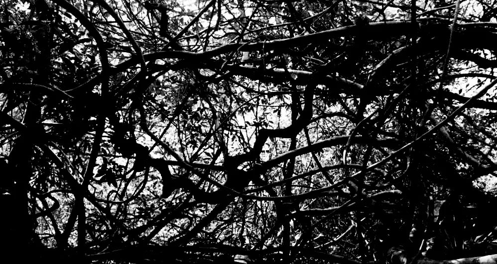 郑晓华丨书法艺术构成分析：墨韵论