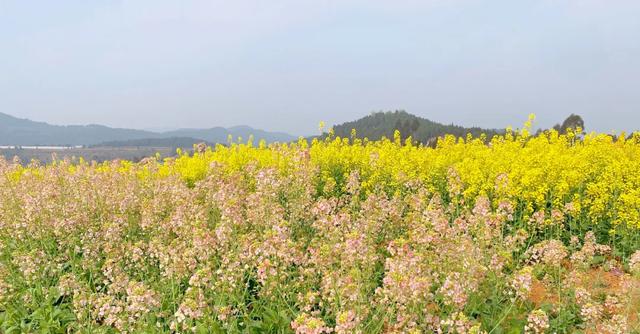 全部免费成都周边5片彩色油菜花田惊艳盛开最快半小时