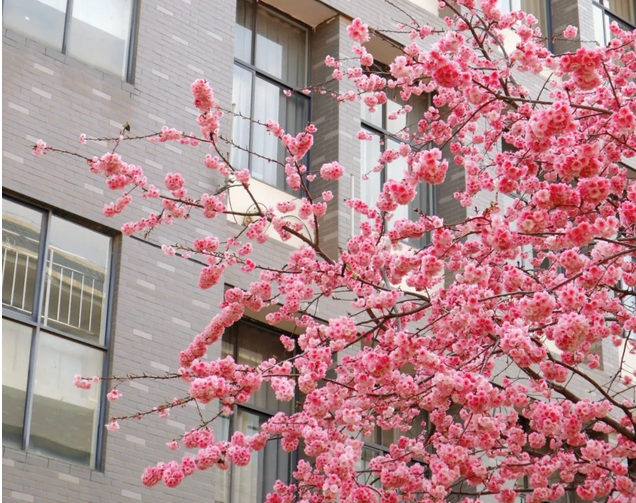 云南春花烂漫时一大波校园春景来袭来看看你的学校