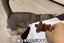 不过还是有点点心动这就下单买点香甜酥脆的猫粑粑尝尝(啊不是特别