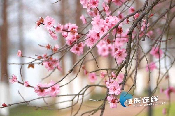 日赏春花夜泡温泉，宁乡灰汤旅游人气火爆