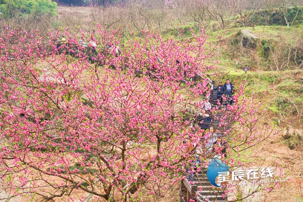 日赏春花夜泡温泉，宁乡灰汤旅游人气火爆图1