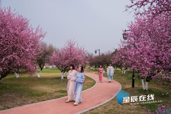 日赏春花夜泡温泉，宁乡灰汤旅游人气火爆