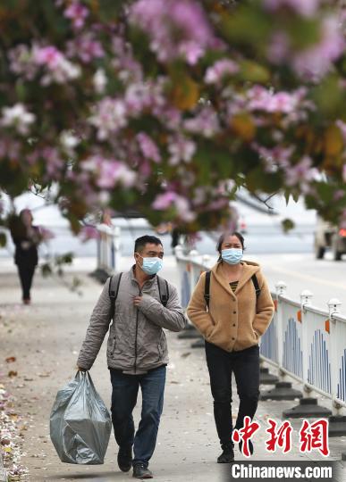 紫荆花下,民众宛若走在“花路”上。 朱柳融 摄