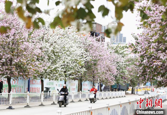 广西柳州市柳江区新站路紫荆花寒风中绽放。 朱柳融 摄