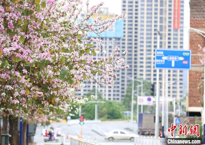 紫荆花在枝头绽放。 朱柳融 摄
