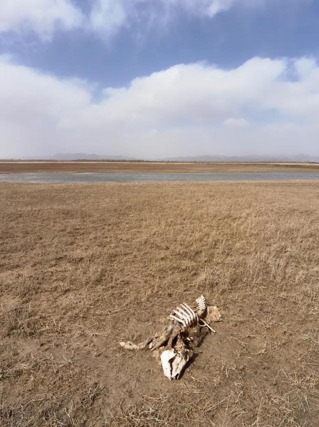 这是黄河内蒙古达拉特旗段“国堤”内侧一头已风化成骨架的死猪。半月谈记者 贾立君 摄