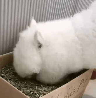 还觉得羊驼(`)很可爱,下一秒它们可能就