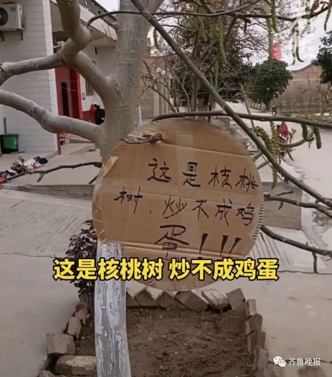 核桃树太像香椿被人薅秃,主人无奈写下十个大字!休闲区蓝鸢梦想 - Www.slyday.coM 核桃树太像香椿被人薅秃,主人无奈写下十个大字!休闲区蓝鸢梦想 - Www.slyday.coM