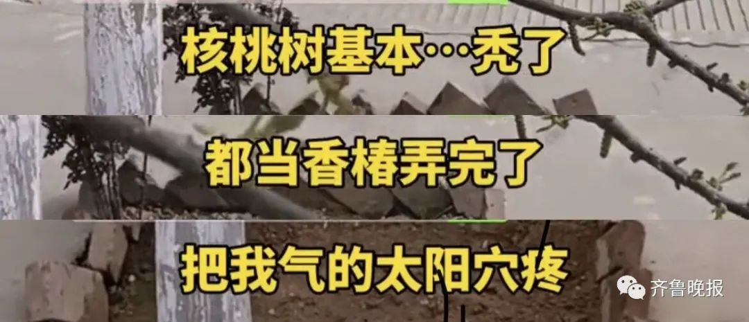 核桃树太像香椿被人薅秃,主人无奈写下十个大字!休闲区蓝鸢梦想 - Www.slyday.coM 核桃树太像香椿被人薅秃,主人无奈写下十个大字!休闲区蓝鸢梦想 - Www.slyday.coM