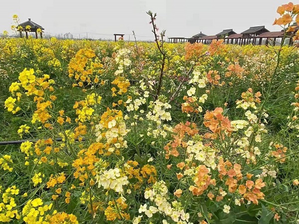 彩色油菜花金山绽放 郊区踏青更多彩