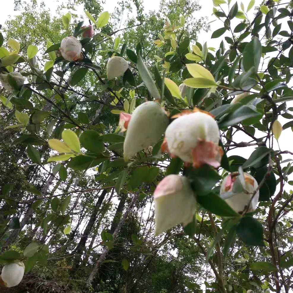 邵阳深山中的"宝"——"茶泡",儿时的甜美记忆~|茶叶