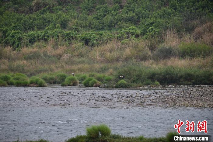 洛清江干流西岸电站河段河水清澈,绿树成荫。 王以照 摄