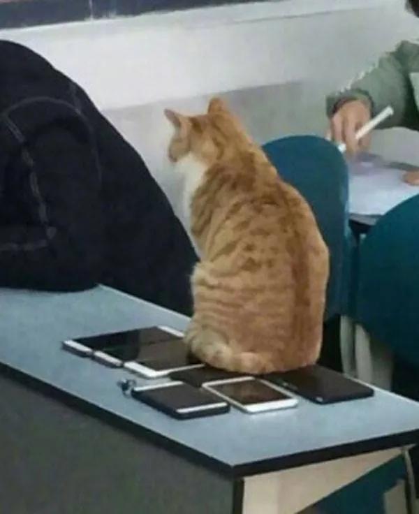 大爷怒斥高校的流浪猫要做一只有礼貌的猫火遍全网