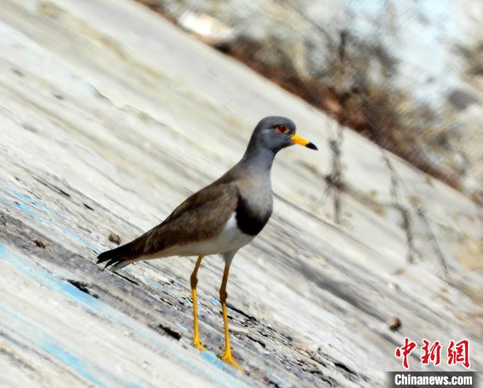 灰頭麥雞外形十分漂亮,長長的嘴呈黃色,雙眼又圓又亮,嘴尖有一抹黑色;身上羽毛呈灰褐色,雙翼翼尖呈黑色,翼下及腹下羽毛潔白;雙腿修長,亦為黃色。 宋建國 攝