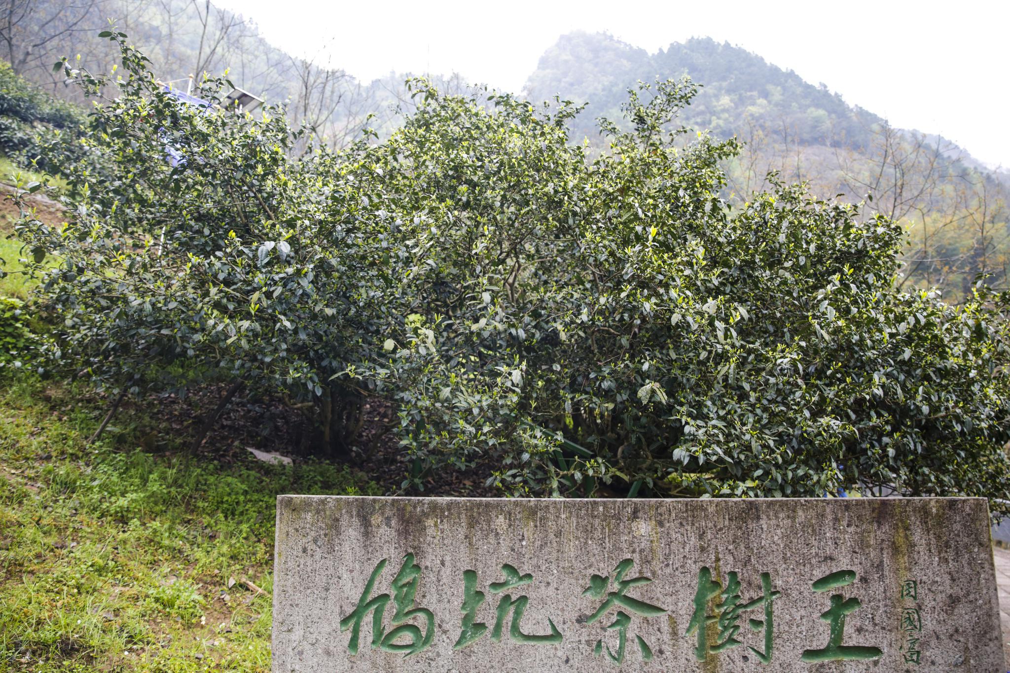 淳安:800岁"茶树王"开采|茶树王|鸠坑|茶苗_新浪新闻