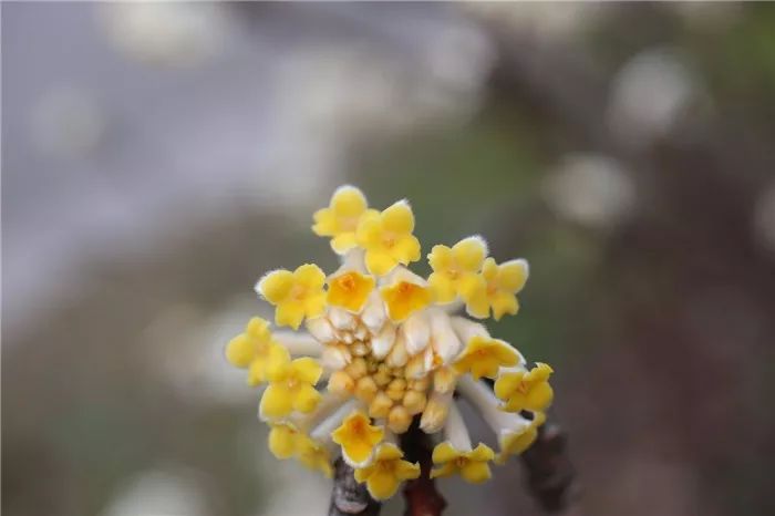 探索申城这些公园的结香花开一起去闻香赏花吧