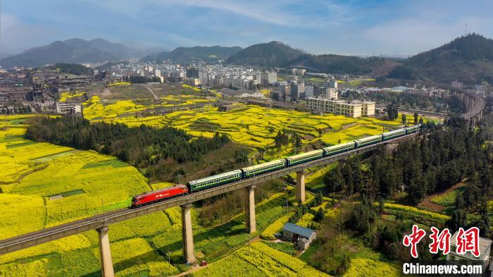 图为“春游专列”行进在云南罗平万亩油菜花田中。 苏嵘 摄