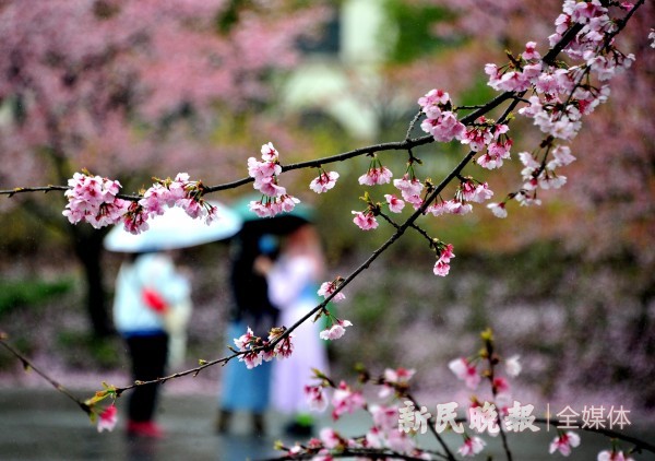 杨柳风吹面小寒 杏花雨渐下渐息