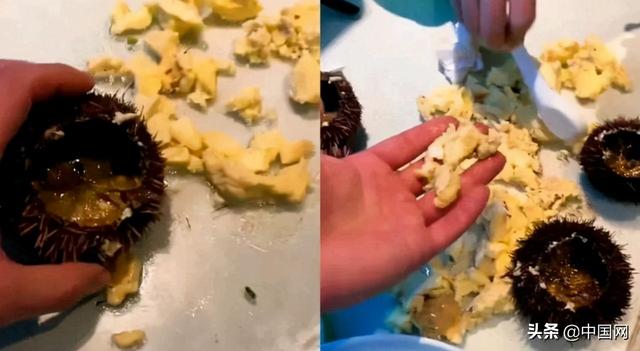 “三亚海胆”事件有反转?店家称手握证据将起诉消费者休闲区蓝鸢梦想 - Www.slyday.coM “三亚海胆”事件有反转?店家称手握证据将起诉消费者休闲区蓝鸢梦想 - Www.slyday.coM