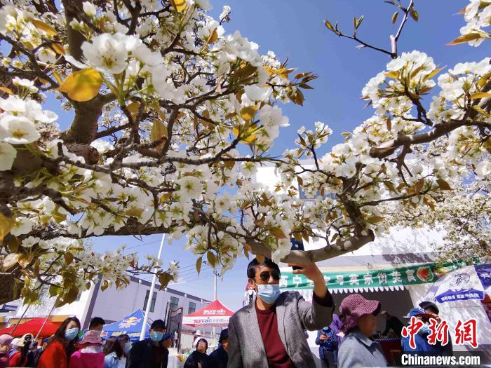 图为游客在梨花前拍摄。　张添福 摄