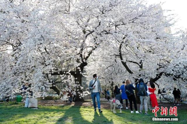 資料圖:當地時間4月13日,美國紐約中央公園鮮花盛開春色滿園,民衆在公園中游玩享受春光。中新社記者 廖攀 攝