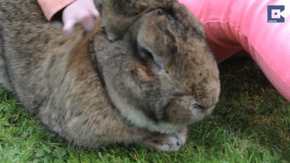 darius是一只佛兰德巨兔(flemish giant rabbit),这种兔子通常被认为