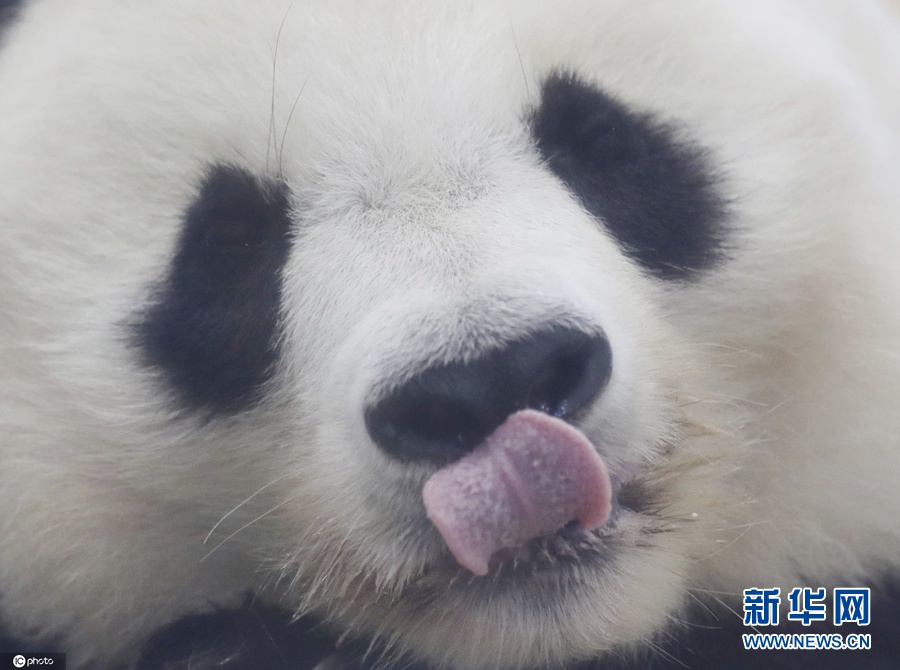 　　日本神户市立王子动物园4月19日宣布，已决定送回中国的雌性大熊猫“旦旦”出现心律不齐、心跳加快的症状，正在进行药物治疗。大熊猫“旦旦”今年25岁，相当于人类的70多岁。（图片来源：东方IC）