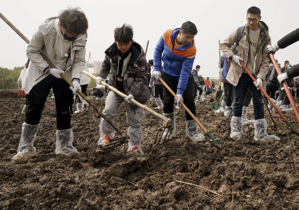 ↑2021年3月21日,在上海交通大学新农科劳动教育课上,学生们在平整土地。