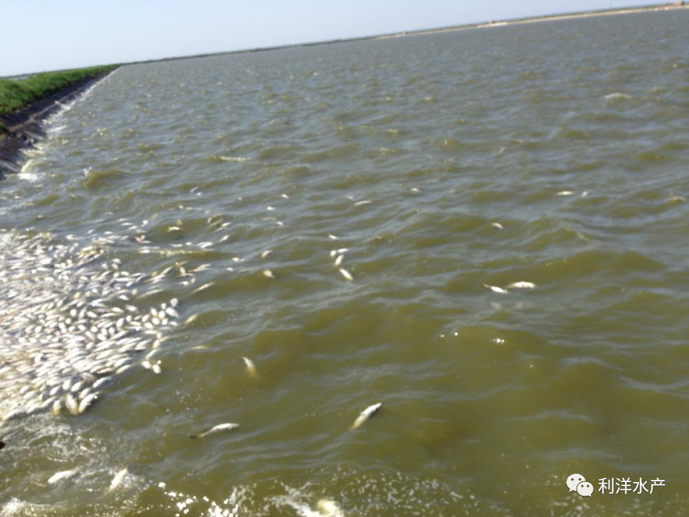 多鱼科技是干嘛的 春季水产病害多,新医“鱼博士”科技服务团鱼塘边上解难题