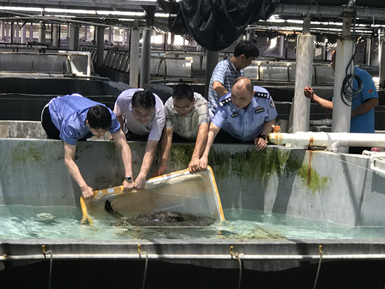 检察官、民警和海南热带海洋学院工作人员共同将海龟放入救助池。受访者供图