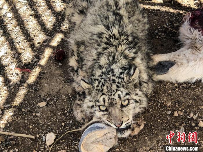 图为三次进入西藏阿里牧民家的肇事雪豹被捕获。西藏改则县林业和草原局 供图