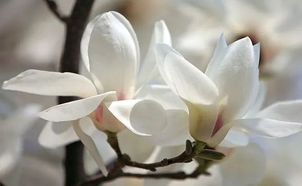 【关注】云南大学“玫瑰宴”馋哭全国!别羡慕,点击解锁“吃花”菜单→