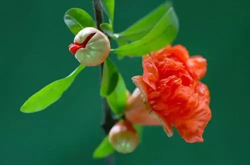 【关注】云南大学“玫瑰宴”馋哭全国!别羡慕,点击解锁“吃花”菜单→