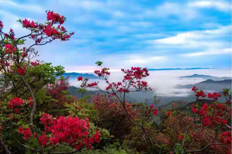 2021年磐安杜鹃花,2021年磐安杜鹃花节 万亩杜鹃红动磐安赏花期持续一个多月