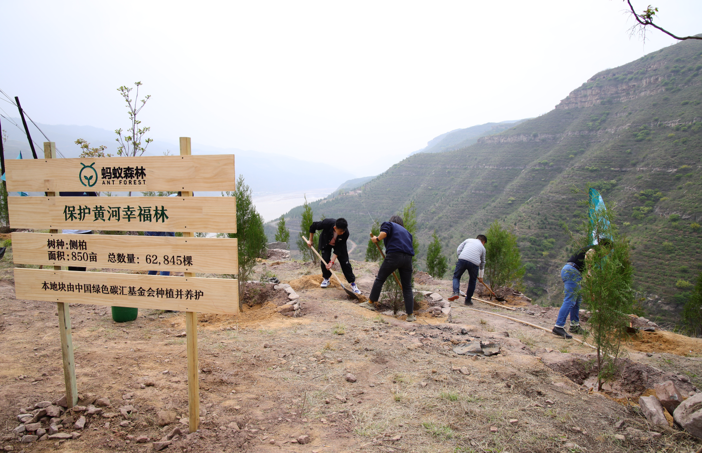 保护母亲河:全国网友“手机种树”6万余棵落地延安