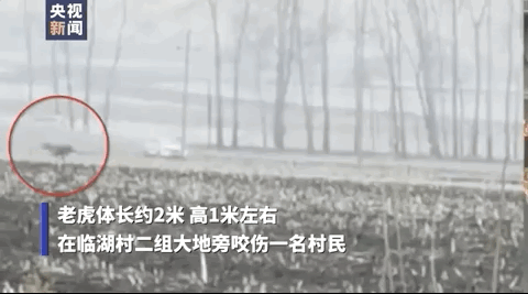 黑龙江进村的野生东北虎被控制住了!一文看懂老虎行动时间线