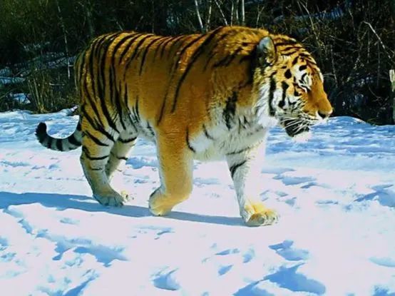 进村的野生东北虎,被控制住了休闲区蓝鸢梦想 - Www.slyday.coM 进村的野生东北虎,被控制住了休闲区蓝鸢梦想 - Www.slyday.coM