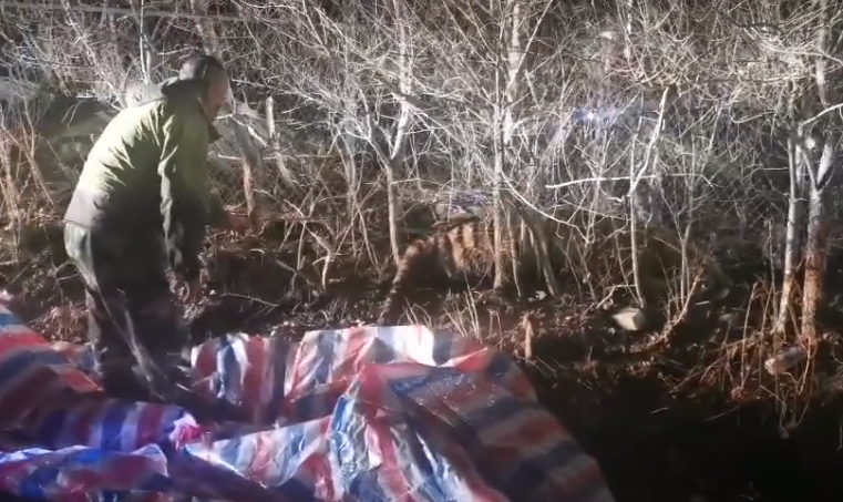 进村伤人的野生东北虎昨晚是怎么被控制住的?打了四枪麻醉针!休闲区蓝鸢梦想 - Www.slyday.coM 进村伤人的野生东北虎昨晚是怎么被控制住的?打了四枪麻醉针!休闲区蓝鸢梦想 - Www.slyday.coM