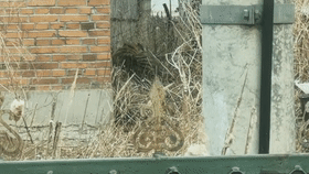 进村伤人的东北虎被控制住了!(附视频)休闲区蓝鸢梦想 - Www.slyday.coM 进村伤人的东北虎被控制住了!(附视频)休闲区蓝鸢梦想 - Www.slyday.coM