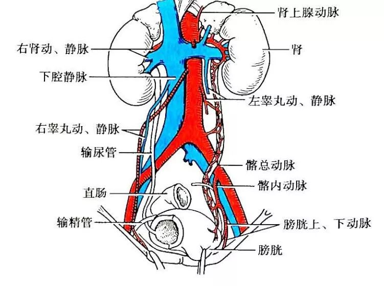 女性尿道粗而短,起于尿道内口,经阴道前方,开口于阴道前庭.