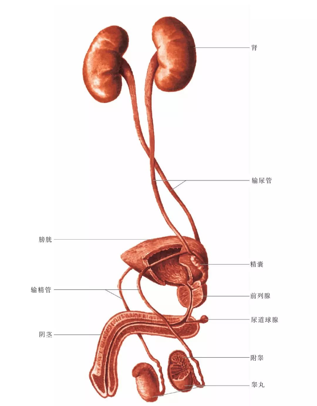 泌尿系统由肾,输尿管,膀胱和尿道组成.